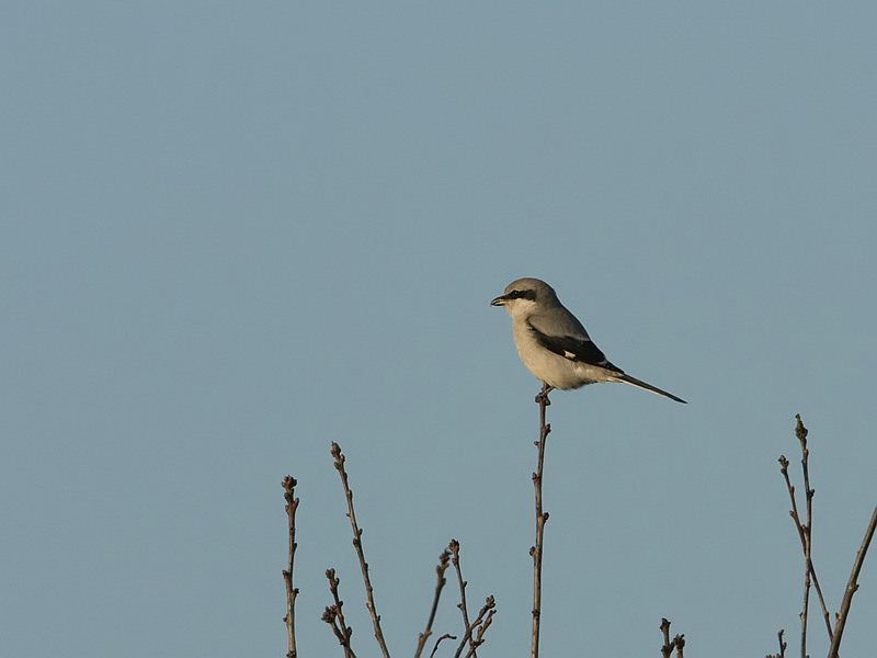 Lanius excubitor Great Grey Shrike Klapekster